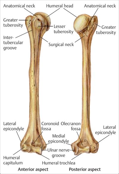 fractures   humerus musculoskeletal key