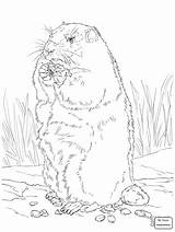 Groundhog Coloring Drawing Pages Corn Eating Ground Hog Printable Getdrawings Cartoon Supercoloring sketch template