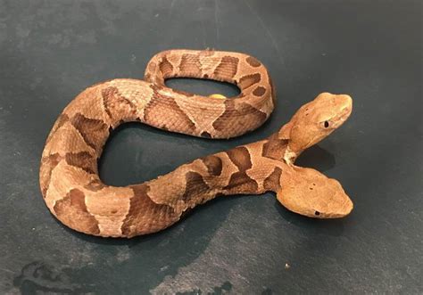 rare  headed copperhead snake   virginia  washington post