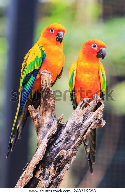 sun conure parrots stock photo  shutterstock