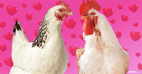 chickens lie about having food to trick their partners into having sex