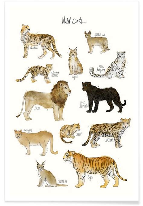 wild cats illustration poster juniqe