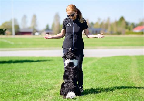 protrainer  fantastically lightweight training vest  dog handlers