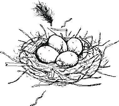 bird nest  eggs coloring page coloring pages