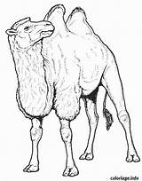 Chameau Camello Colorat Camelo Camila Planse Colorear Camellos Desene Egypte 1665 Bactriano Coloriages Animale Salbatice Camels Desenho Supercoloring Camile Dromedarios sketch template