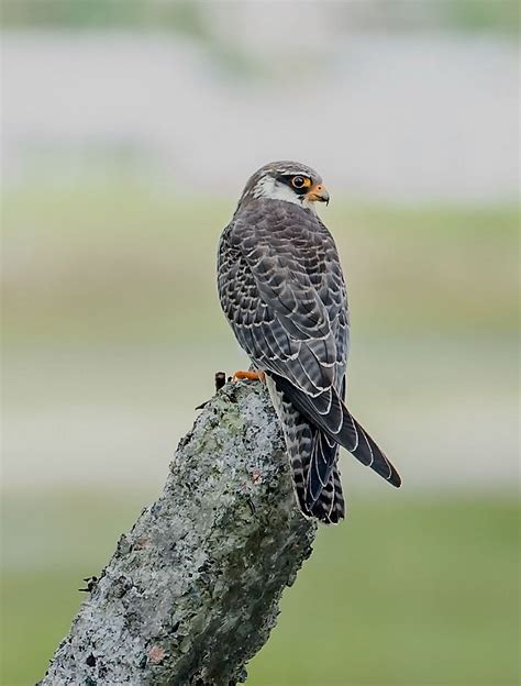 amur falcon roosting site  nagaland notified  silence zone eastmojo