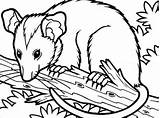 Opossum Possum Coloring Colouring Pages Drawing Getcolorings Printable Color Print Clipartmag Getdrawings sketch template