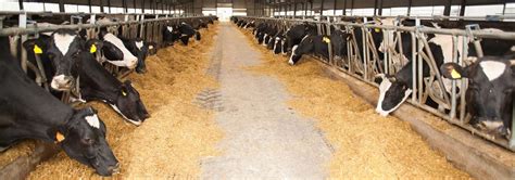 dairy herd management gotoltc