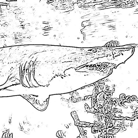 shark coloring pages holidayfilminspectorcom   shark coloring