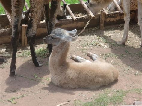 cute baby llama photo