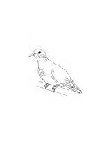 Dove Coloring Mourning sketch template
