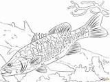 Coloring Bass Fish Pages Guadalupe Largemouth Fishing Freshwater Walleye Printable Trout Drawing Spotted Striped Clipart Kids Basses Brook Arapaima Big sketch template