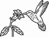Hummingbird Drawing Simple Line Easy Tattoo Flower Birds Silhouette Outline Drawings Bird Humming Hummingbirds Sketch Clipart Flowers Illustration Animals Paintingvalley sketch template