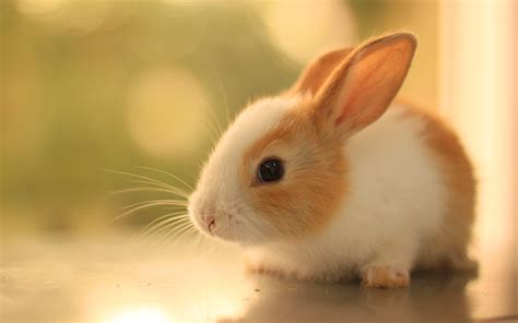 funmozar cute bunny pictures