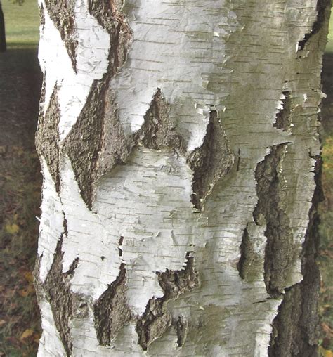 silver birch tree guide uk silver birch tree identification