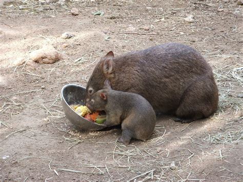 celebrate world wombat day   beloved wombat characters harper collins australia