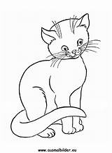 Katze Katzen Ausmalen Ausmalbild Malvorlage Malen Haustiere sketch template