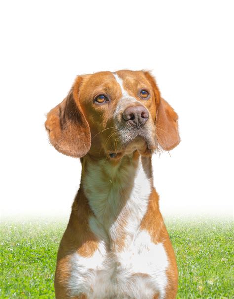 beagle lab mix  complete guide   increasingly popular cross