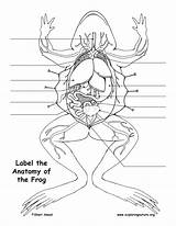 Frog Labeling Diagram Dissection Anatomy Animal Printing Resolution Pdf High Exploringnature sketch template