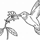 Beija Voando Vogels Tudodesenhos sketch template