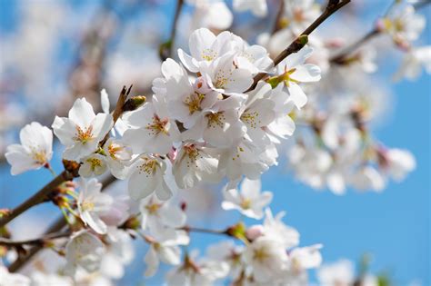 white cherry blossom tree  stock photo
