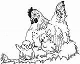 Hen Chicks Coloring Drawing Hens Chicken Pages Colouring Colour Nest Chickens Wings Under Color Her Printable Chooks Comments Popular Coloringhome sketch template