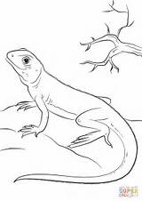 Lizard Coloring Pages Printable Lizards Drawing Animals sketch template