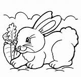 Conejo Conejos Bonito Zanahoria Alimento Suele Excelencia sketch template