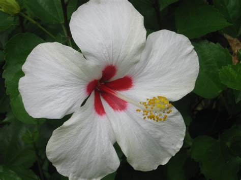 archivoflor hibiscus rosa sinensisjpg wikipedia la enciclopedia libre