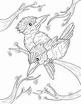 Kookaburra Coloring Pages Printable Animal Bird Kids Museprintables Drawing Choose Board Template sketch template