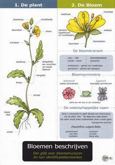 delen van een plant fauna  love school biology notes  nature science  kids english