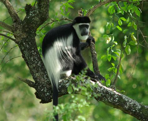 colobus animal  fandom