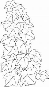 Ivy Coloring Climbing Plants Drawings sketch template