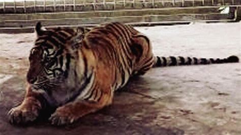 Momen Mengharukan Setelah 113 Hari Perburuan Harimau Bonita