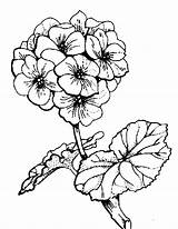 Drawing Digital Coloring Flower Primrose Geranium Stamps Flowers Pages Line Oompa Loompa Drawings Potato Head Supplies Clipart Mr Clipartmag Pattern sketch template