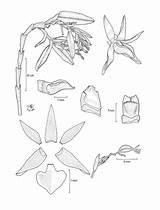 Epidendrum Orchidspecies sketch template