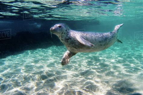 seal swimming underwater stock photo dissolve