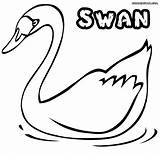 Swan Pages Colorings sketch template