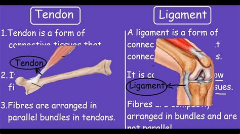 diagram  tendons  ligaments