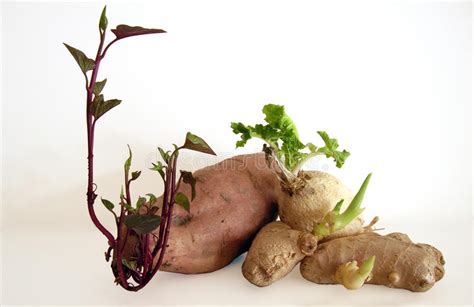 Roots Bulbs And Tubers Stock Image Image Of Food Flavor 158823