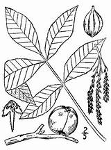 Pnd Lvd Namethatplant Usda Nrcs Database Plants Britton 1913 Brown sketch template