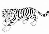 Harimau Mewarna Anak Ringkasan Diberikan Mewarnai Webtech360 sketch template