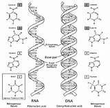 Rna Genetic Replication Worksheeto sketch template