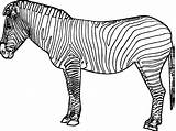 Zebra Coloring Pages Printable Coloring4free Kids Print Color Sheets Adults Adult sketch template