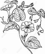 Glory Morning Drawing Vine Flower Botanical Drawings Tattoo Glories Flowers Moon Vines Clipart Plant Sketch Patterns Getdrawings Template Coloring Google sketch template
