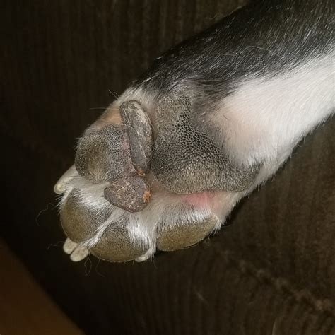 extra paw pad growing    dog left