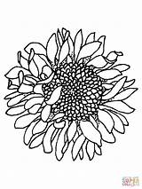 Sunflower Coloring Outline Realistic Clipart Pages Printable Head sketch template