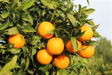 naranjas campo de naranjos instagram photo fresca photo  video