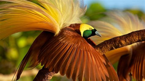 wallpaper bird  paradise bird  animals