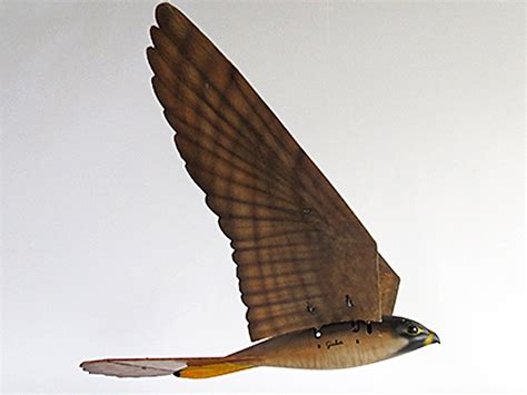 scientists  robotic drones    birds  prey  independent